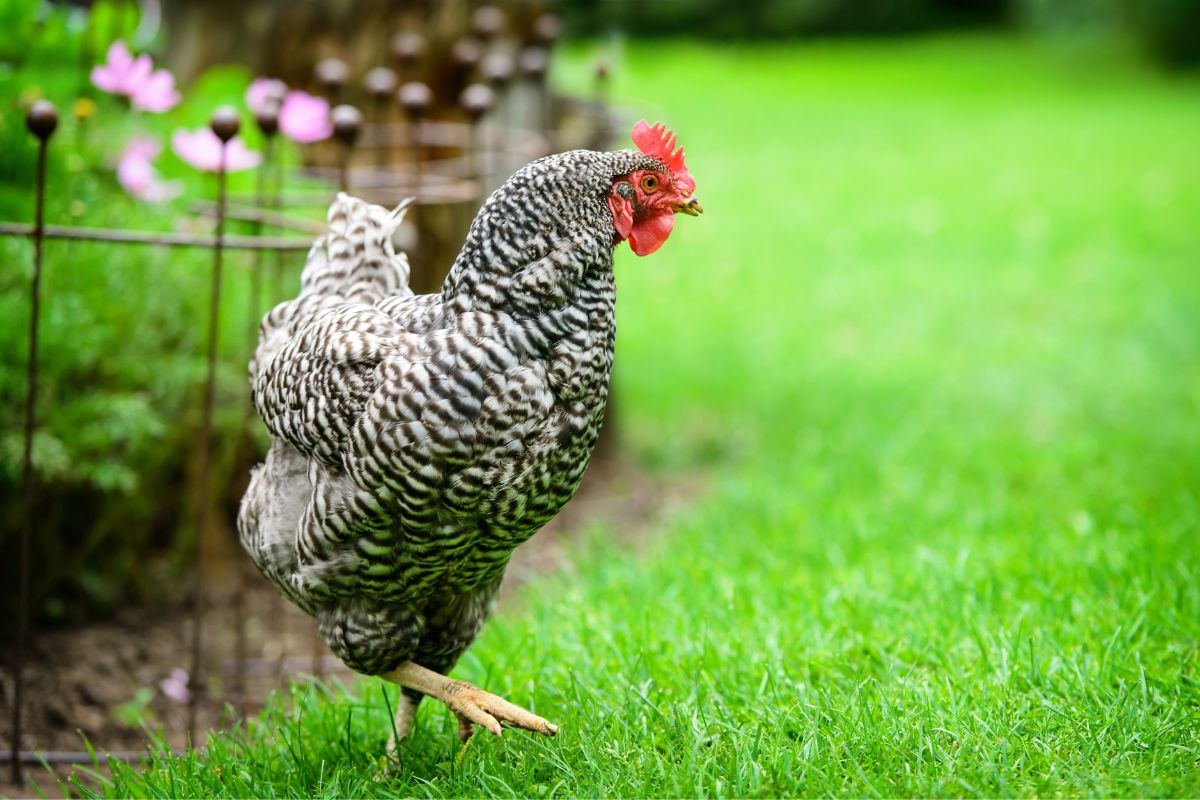 A Dominique Chicken walking on green pasture near a flower bed.