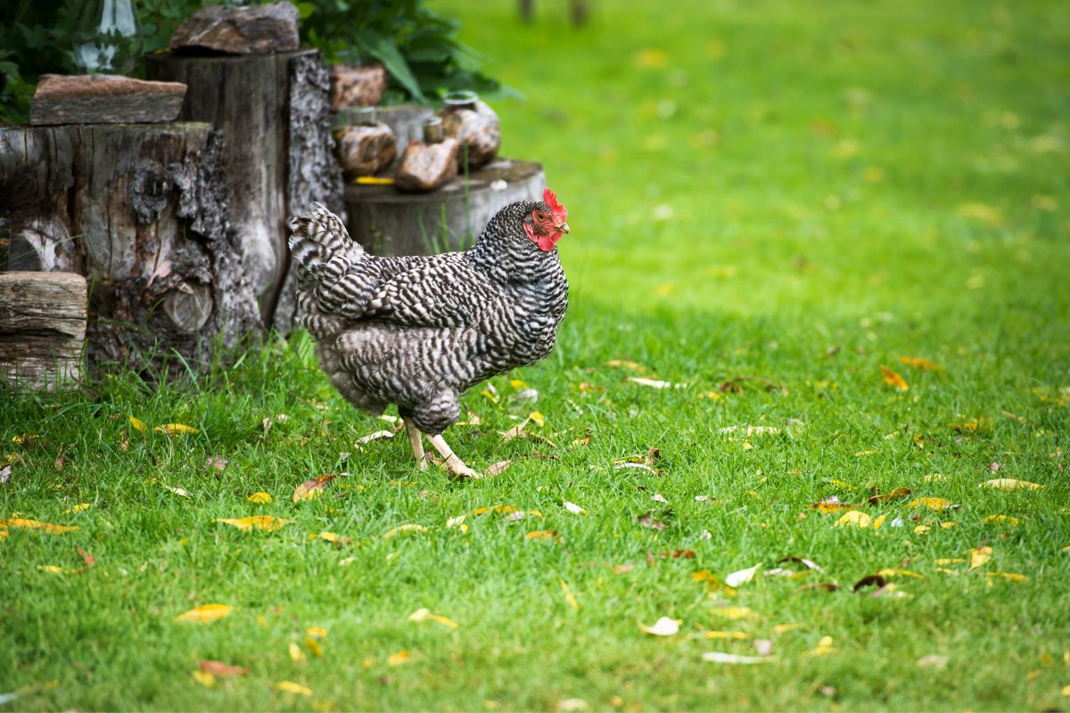 A Dominique Chicken walking on green pasture near old wooden logs.