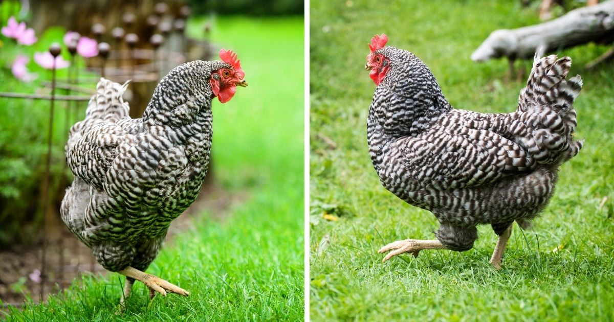 Dominique Chicken Breed Info - Chicken & Chicks Info