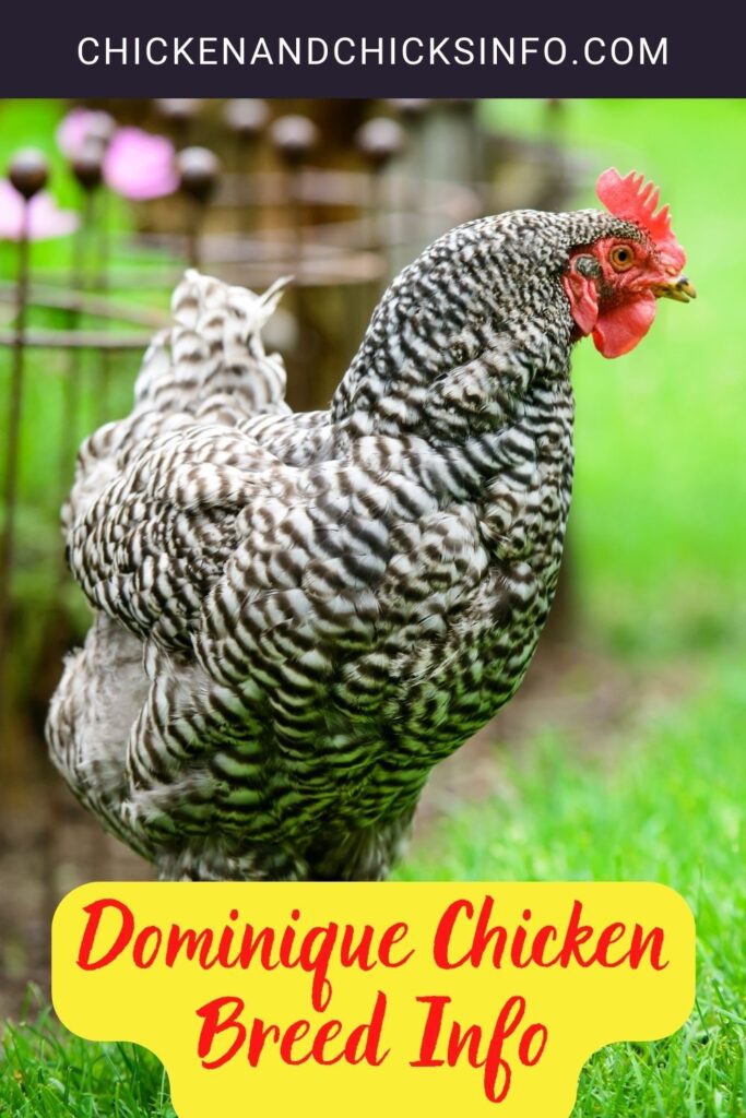 Dominique Chicken Breed Info - Chicken & Chicks Info