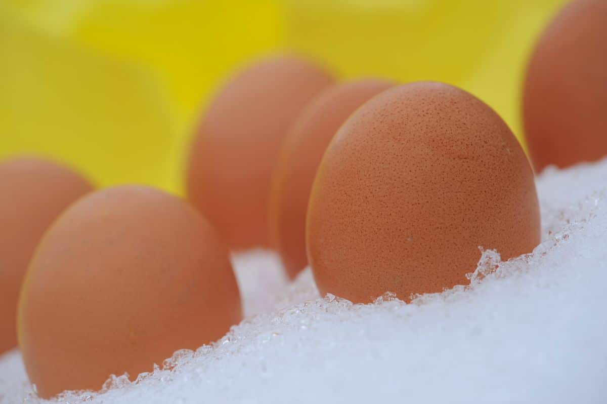 A close-up of chicken eggs in the snow.