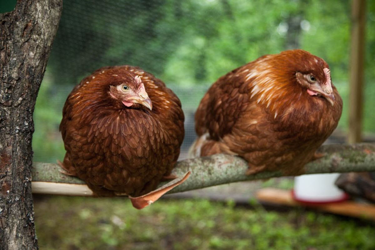 Two Golden Comet hends roosting on a branch.