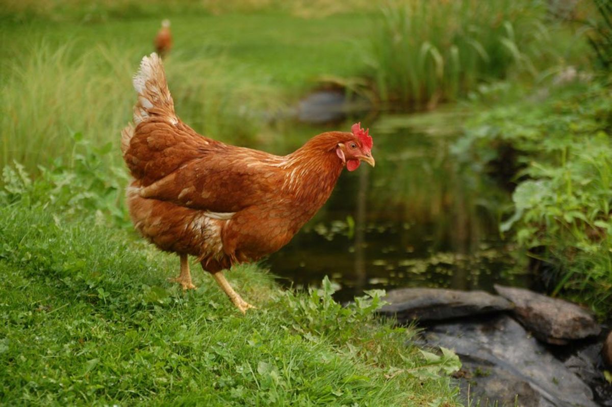 A Golden Comet hen near a small creek in a backyard.