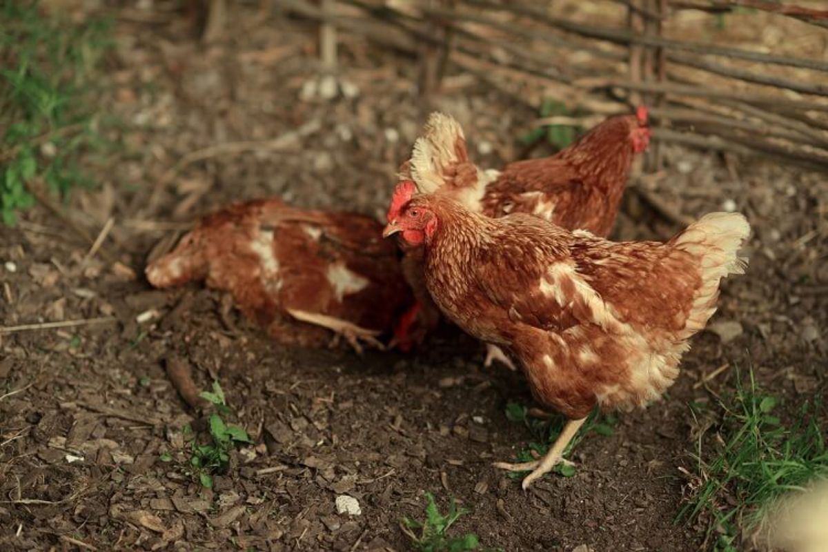 Three Golden Comet hens in a backyard.