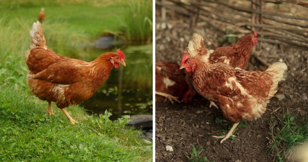 Golden Comet Chicken Breed Info + Where to Buy - Chicken & Chicks Info