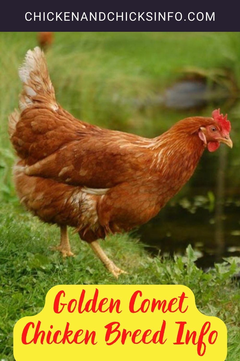 Golden Comet Chicken Breed Info pinterest image.