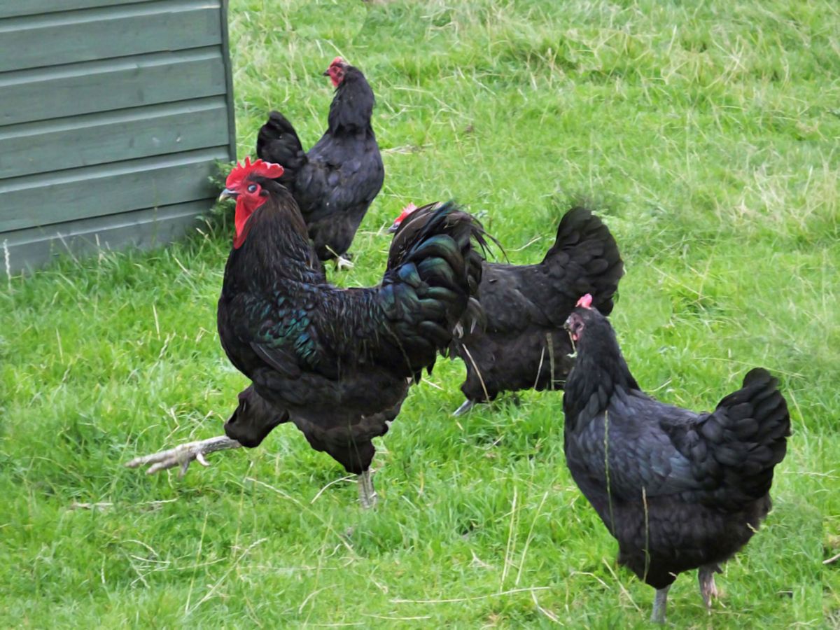 A Jersey Giant Chicken flock in a backyard.