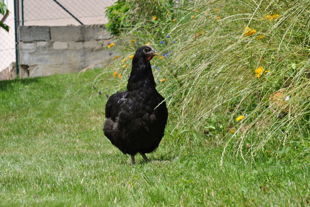 A beautiful Jersey Giant Chicken in a backyard.
