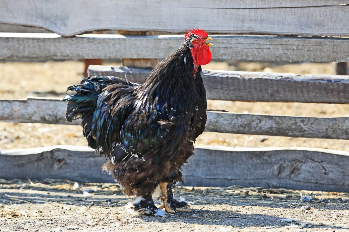 A big tall Jersey Giant rooster near a wooden fence.