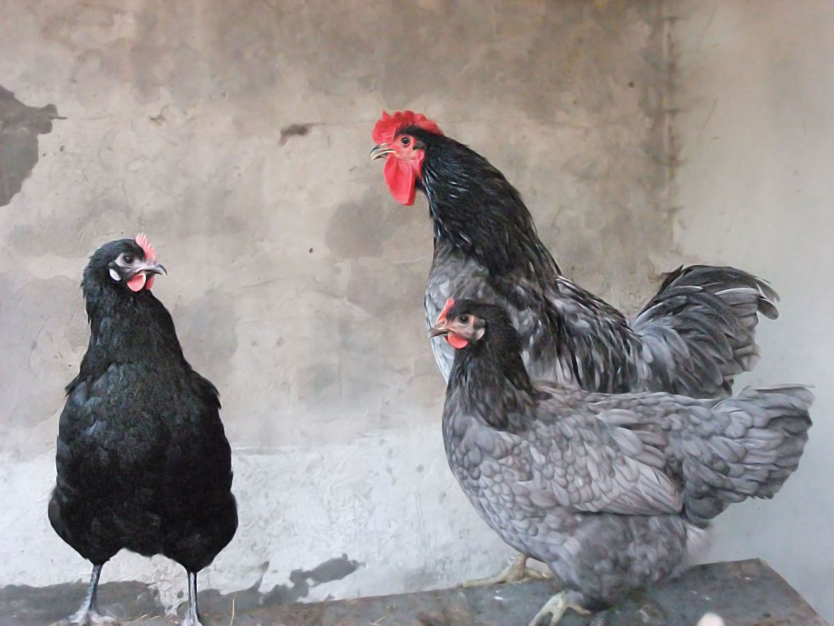 A Jersey Giant rooster and two hens in a chicken coop.