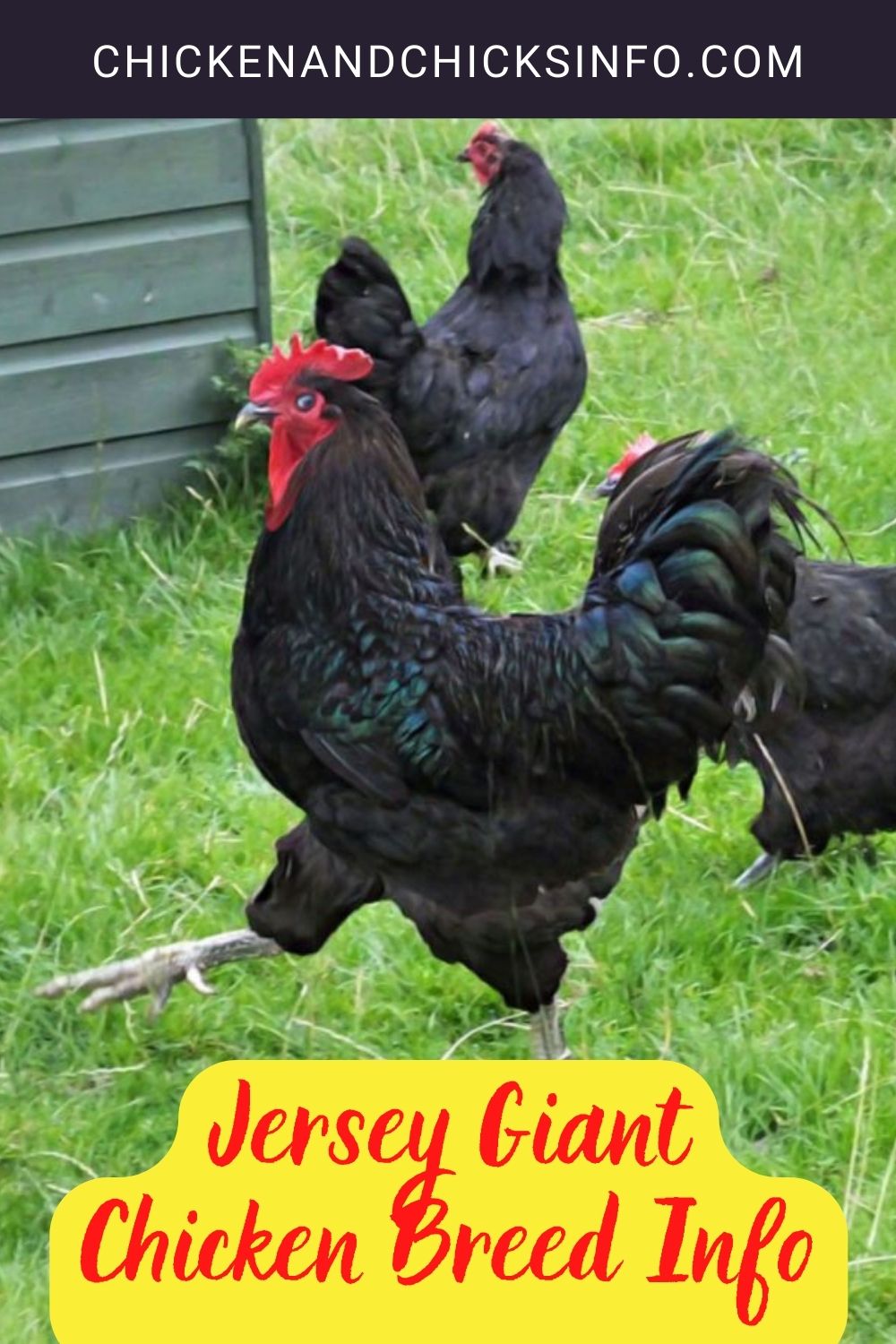 Jersey Giant Chicken Breed Info pinterest image.