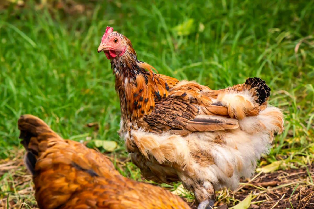 Brown molting chicken in a backyard.