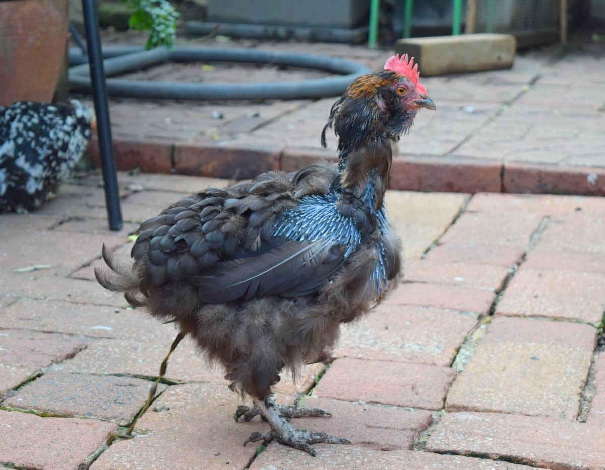 Molting chicken is standing on a pavements.