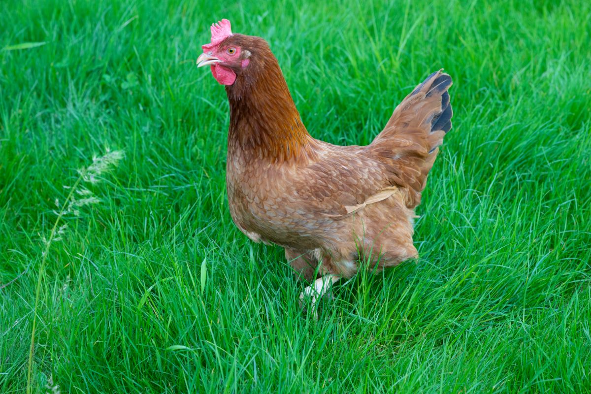A brown New Hampshire hen on a green meadow.