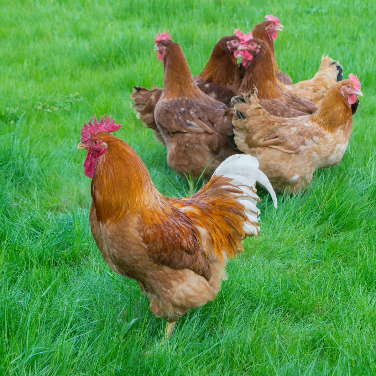 A New Hampshire chicken flock on a green meadow.