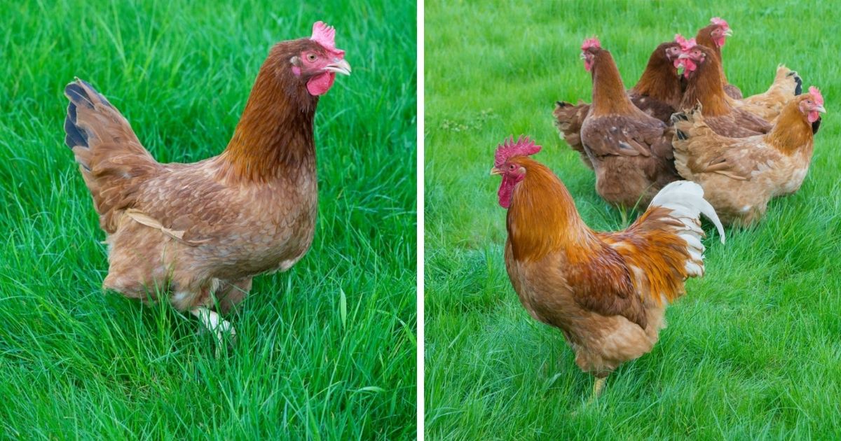 New Hampshire Chicken Breed Info + Where to Buy - Chicken & Chicks Info