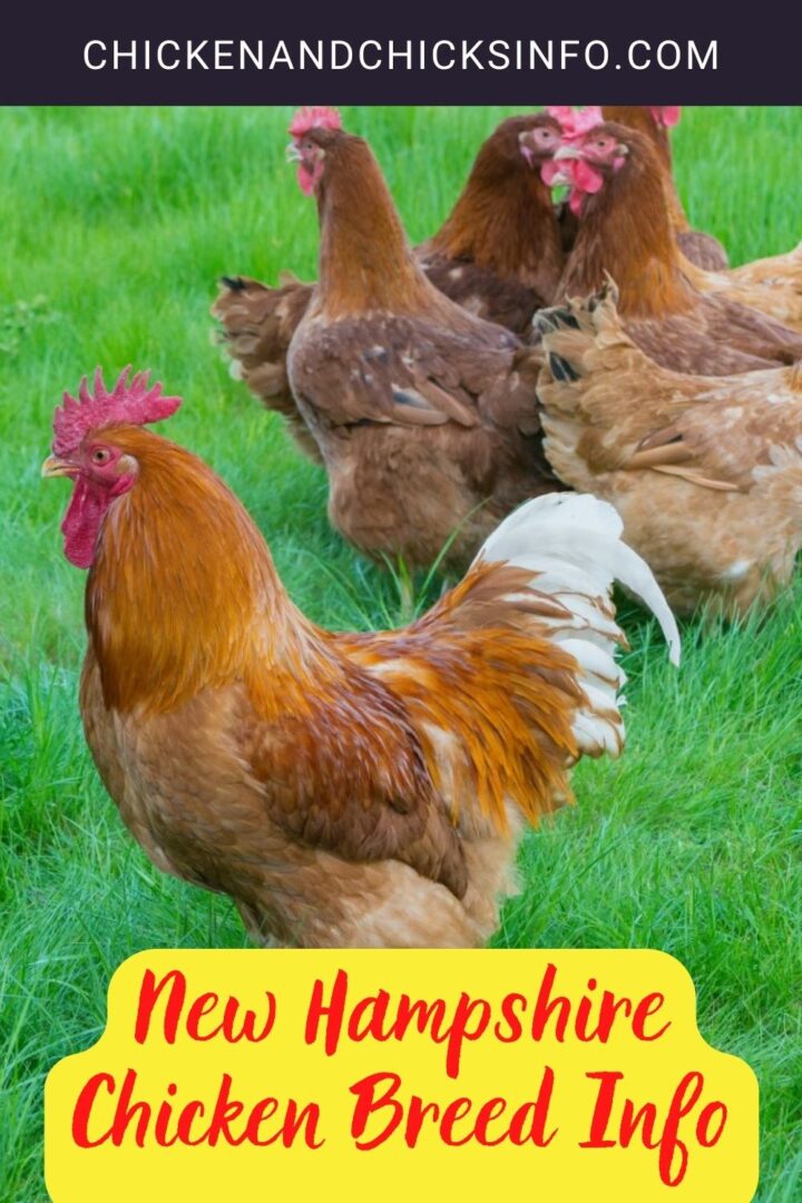 new-hampshire-chicken-breed-info-where-to-buy-chicken-chicks-info