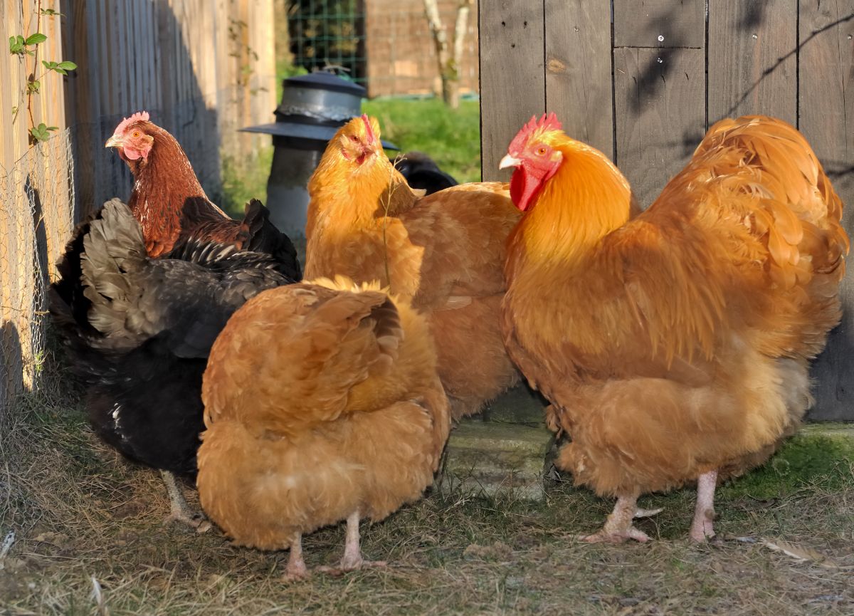 An Orpington rooster and Orpington  hens in a backyard.