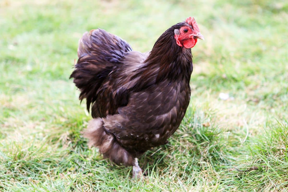 A black Orpington chicken on a green pasture.