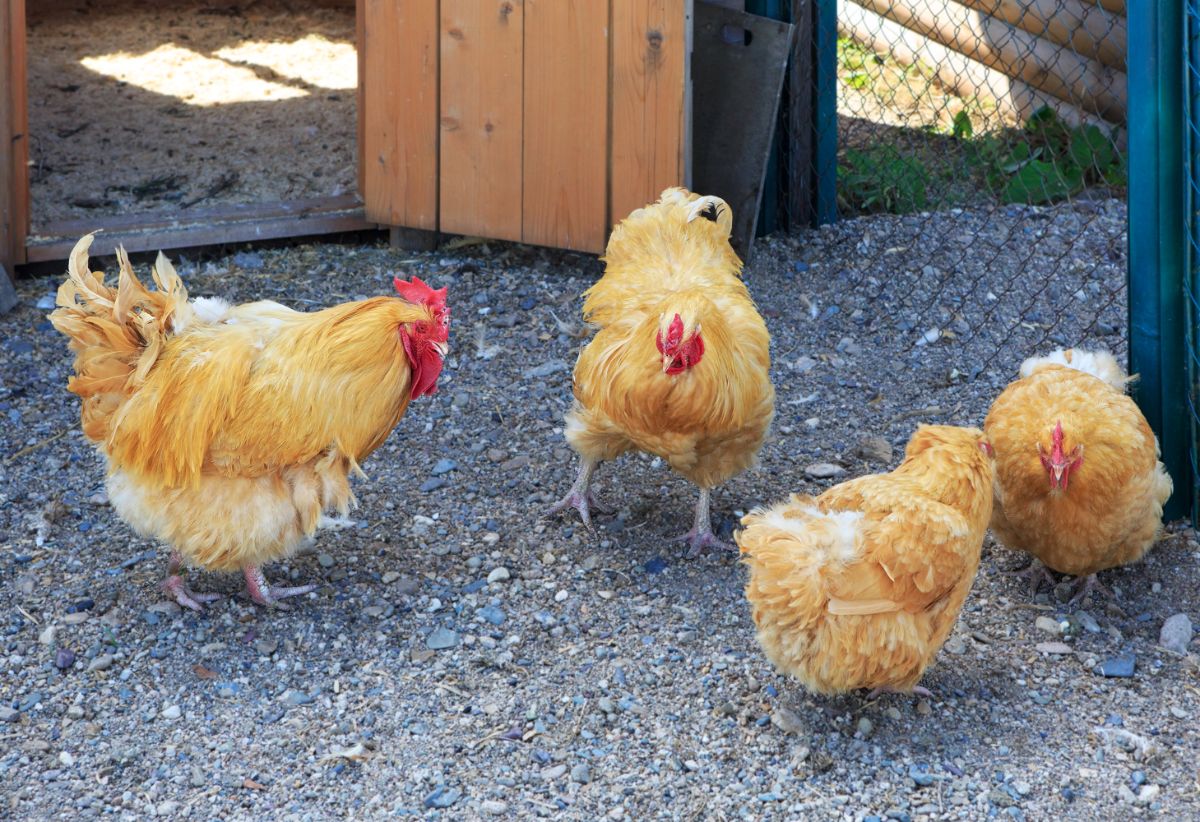 An Orpington rooster and three Orpington hens in a backyard.