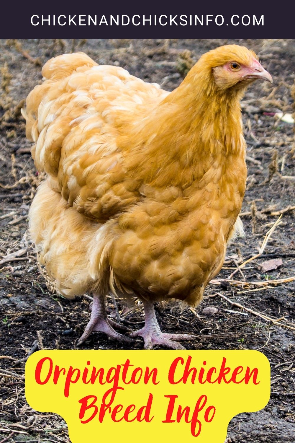 Orpington Chicken Breed Info pinterest image.