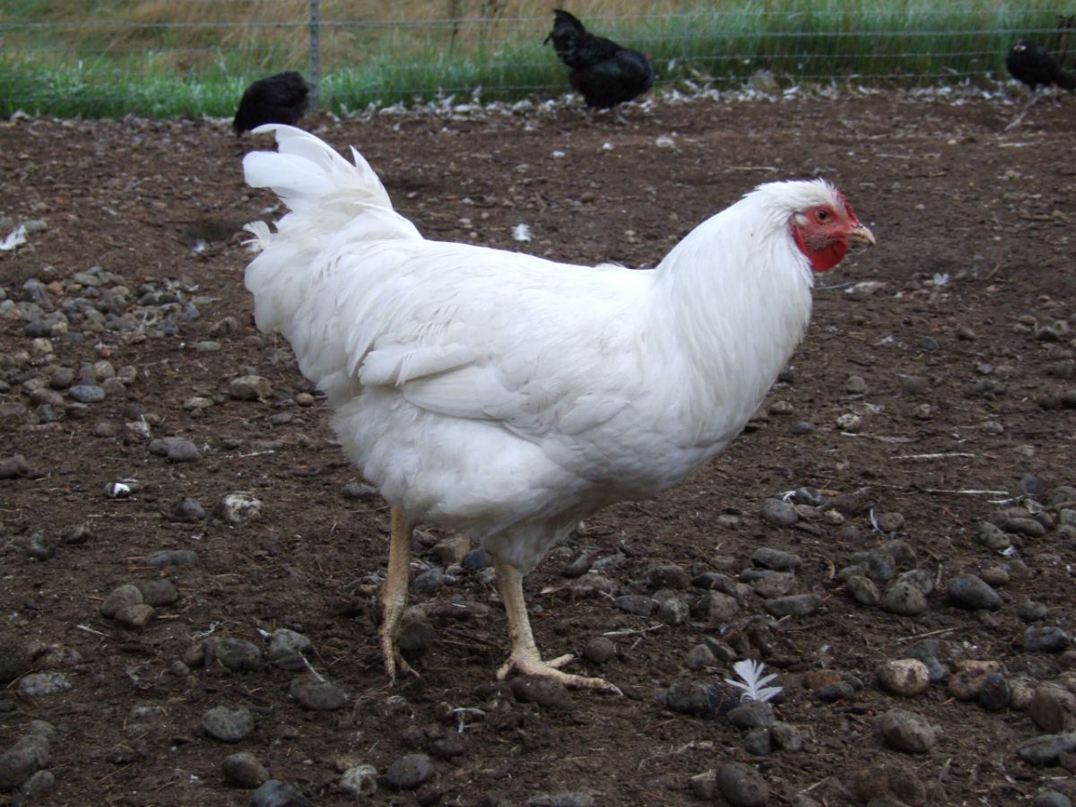 A Rhode Island White chicken in a backyard.
