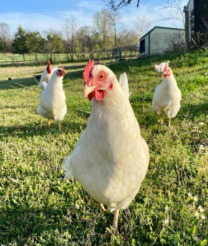 Rhode Island White Chicken Breed Info + Where to Buy Chicken & Chicks