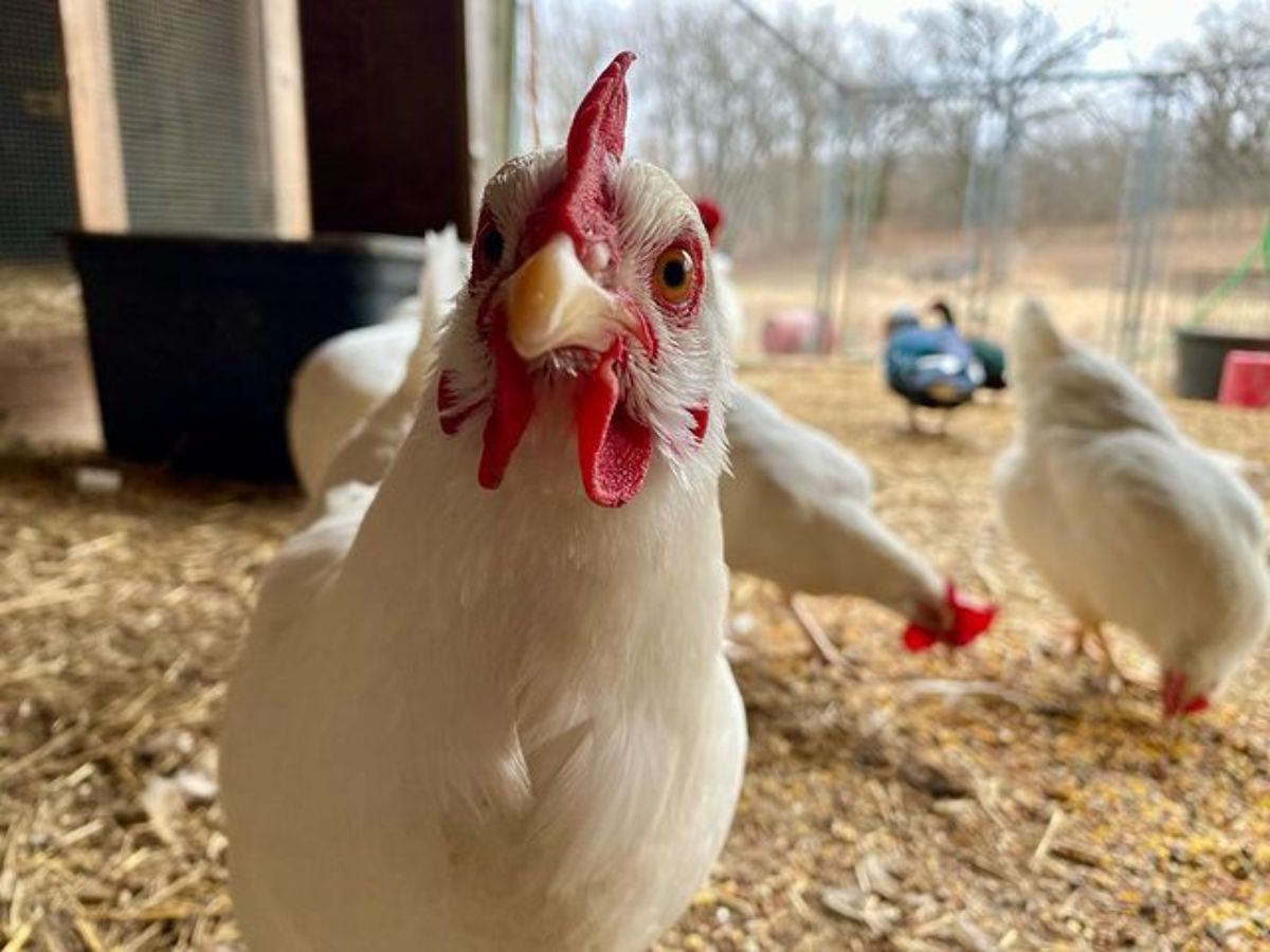 A curious Rhode Island White chicken looking into a camera.