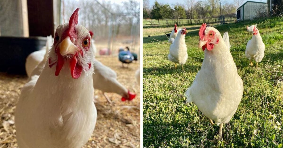 Rhode Island White Chicken Breed Info + Where to Buy Chicken & Chicks
