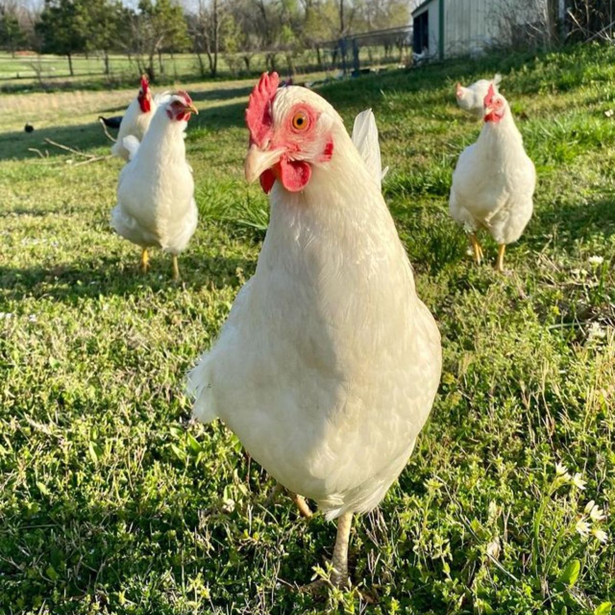 Chantecler Chicken Breed Info + Where to Buy Chicken & Chicks Info