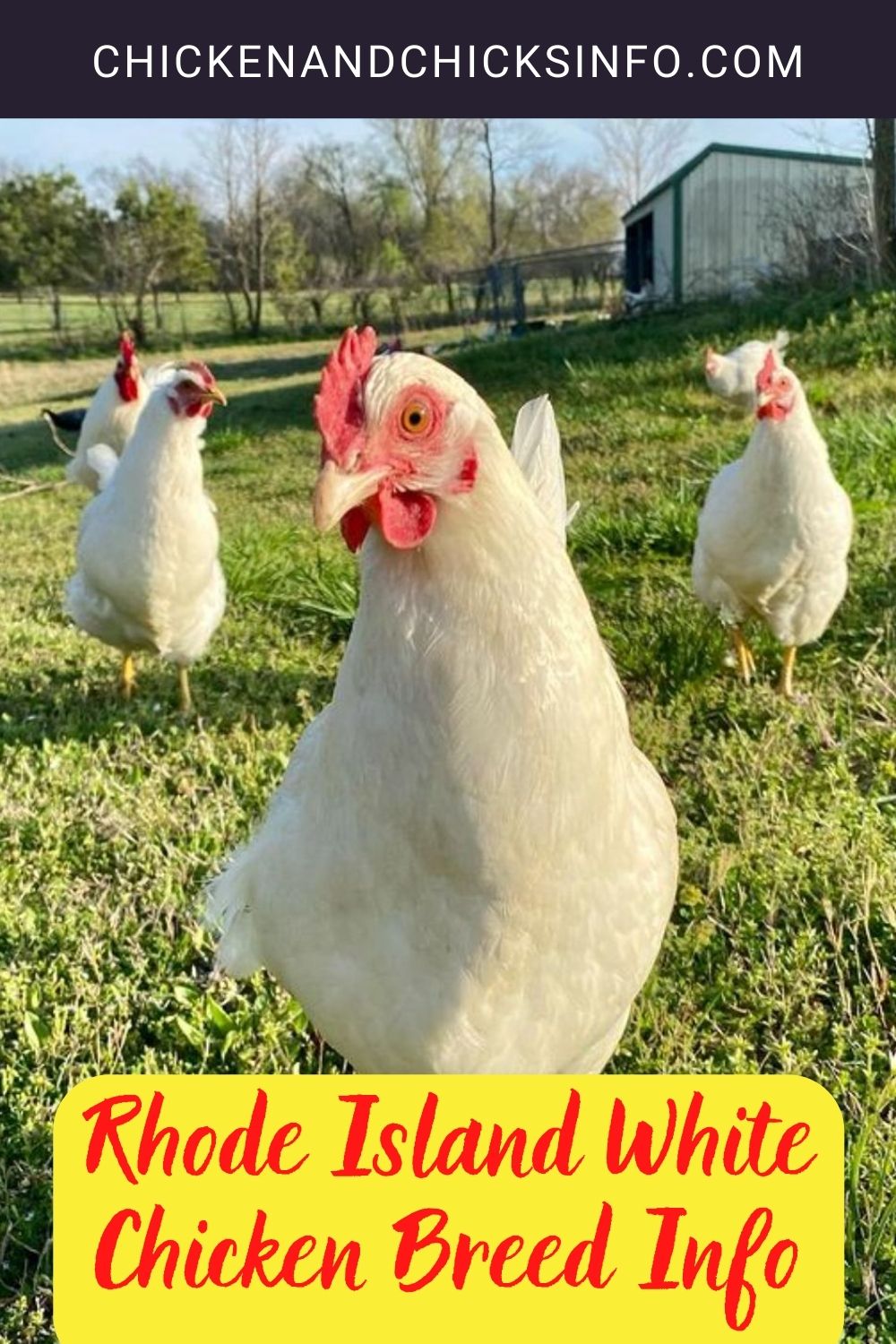 Rhode Island White Chicken Breed Info pinterest image.