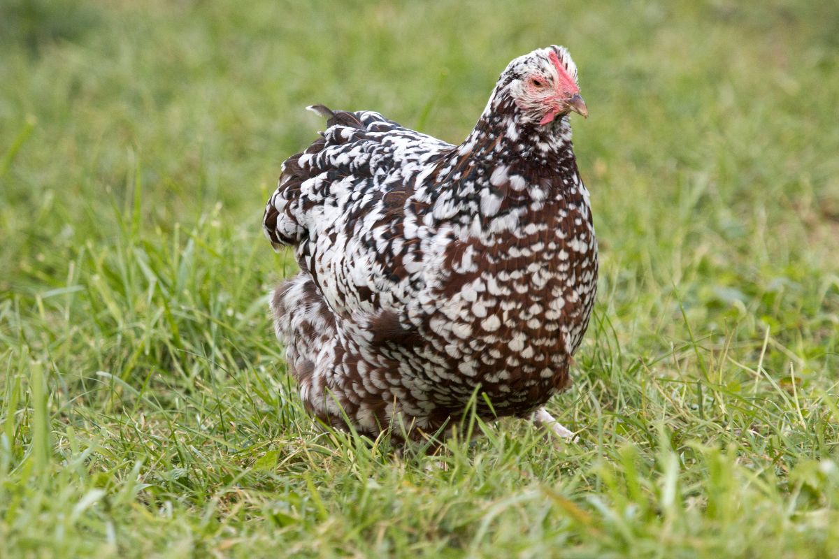 A white-brown Speckled Sussex chicken on a green pasture.