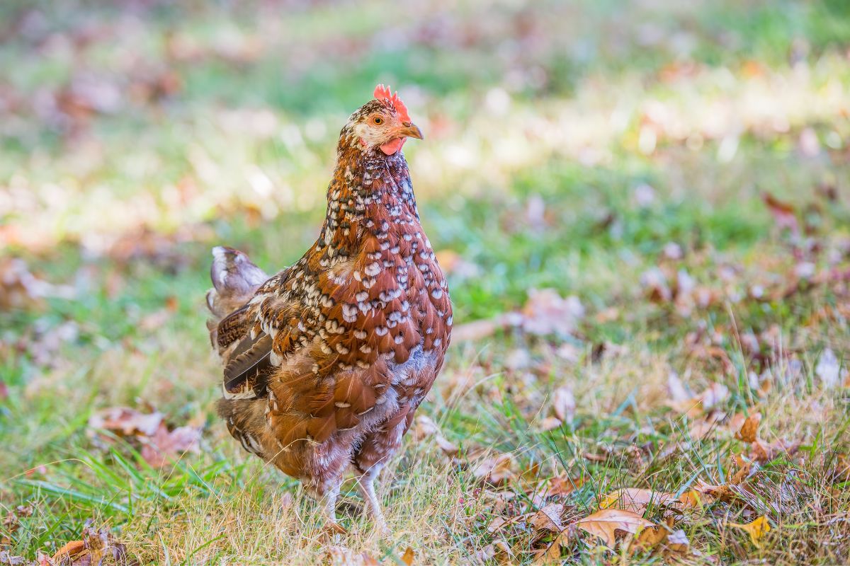 A brown-white Speckled Sussex chicken on a meadow with fallen leaves.