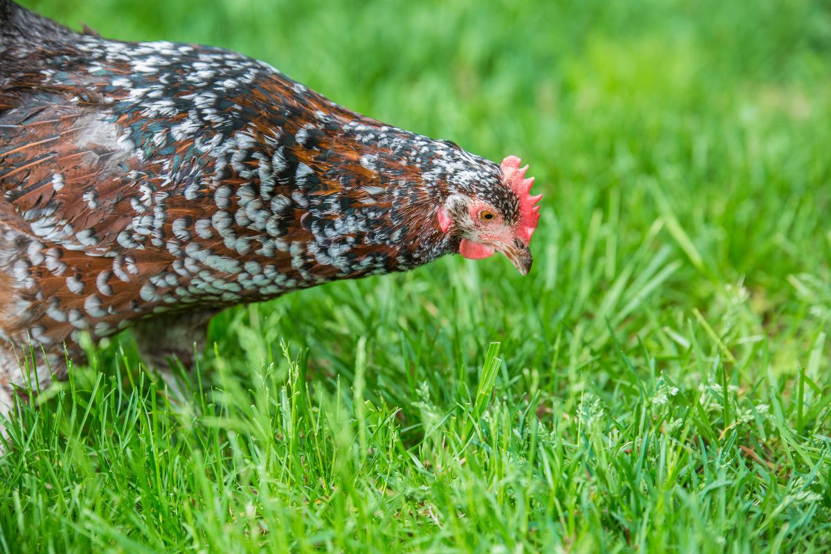 A white-brown Speckled Sussex chicken looking for food in green grass.