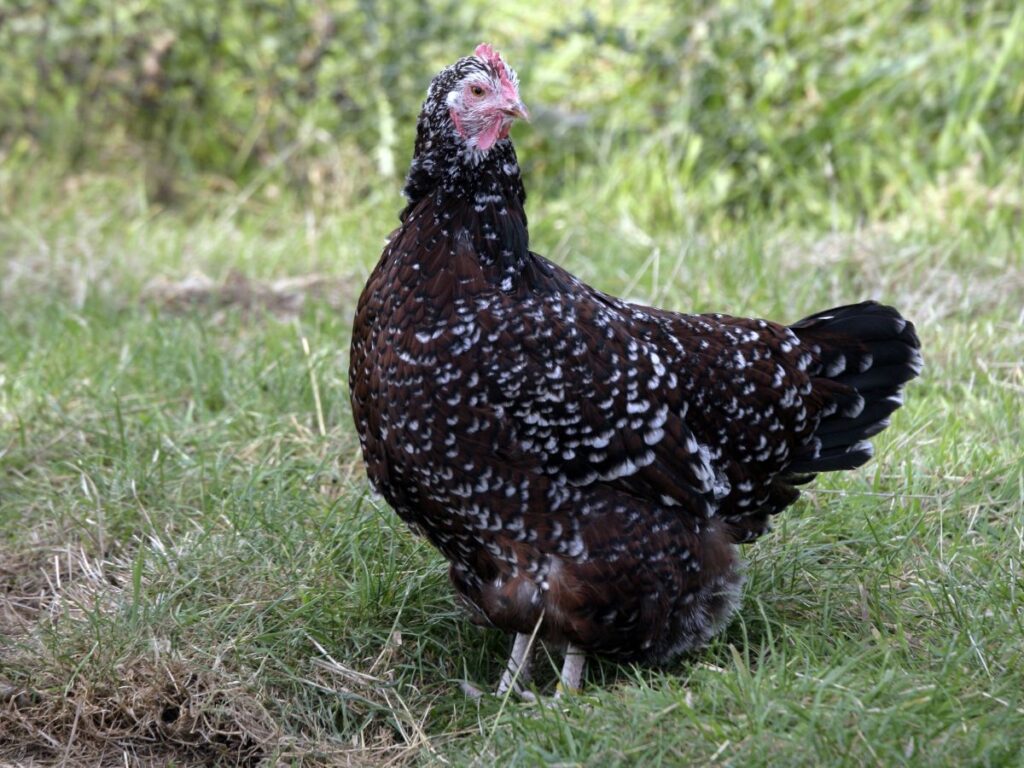 Speckled Sussex Chicken Breed Info + Where to Buy - Chicken & Chicks Info