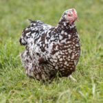 A white-brown Speckled Sussex chicken on a green pasture.