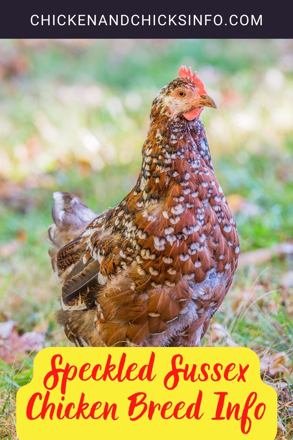 Speckled Sussex Chicken Breed Info pinterest image.