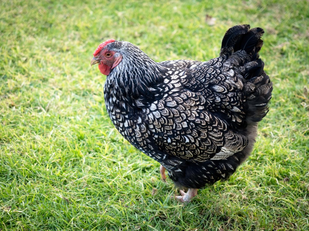 A silver-laced wyandotte chicken on a green pasture.