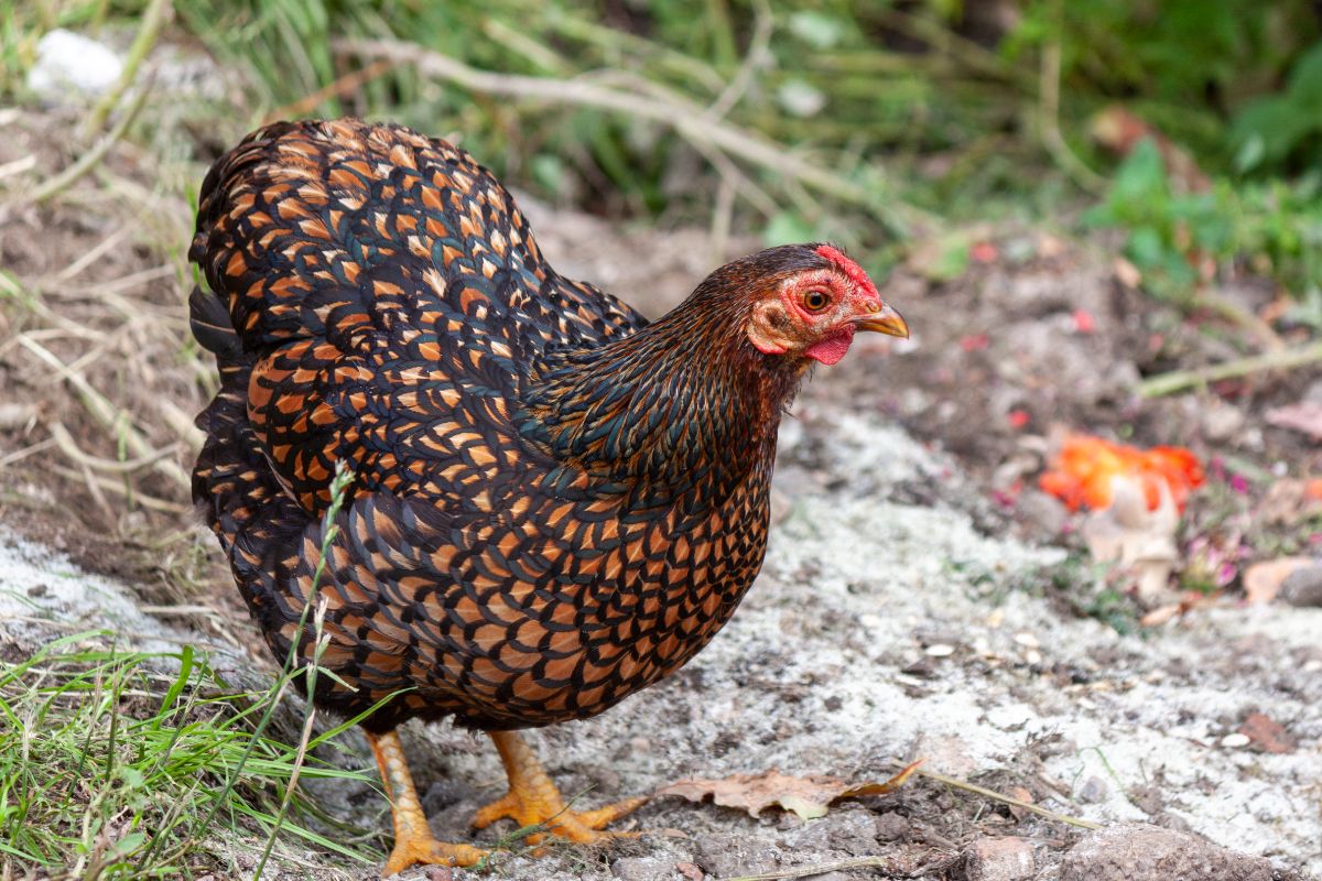 A golden-laced wyandotte chicken in a backyard.