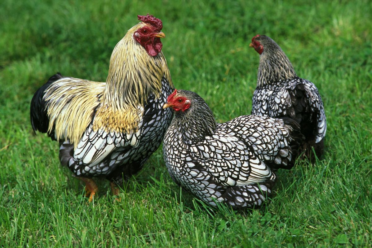A wyandotte rooster and two wyandotte hens on a green pasture.