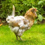 Molting Americana chicken standing on a green pasture.