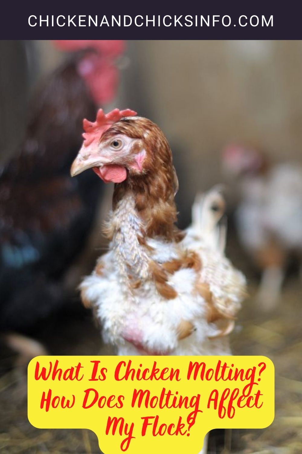 What Is Chicken Molting? How Does Molting Affect My Flock? pinterest image.