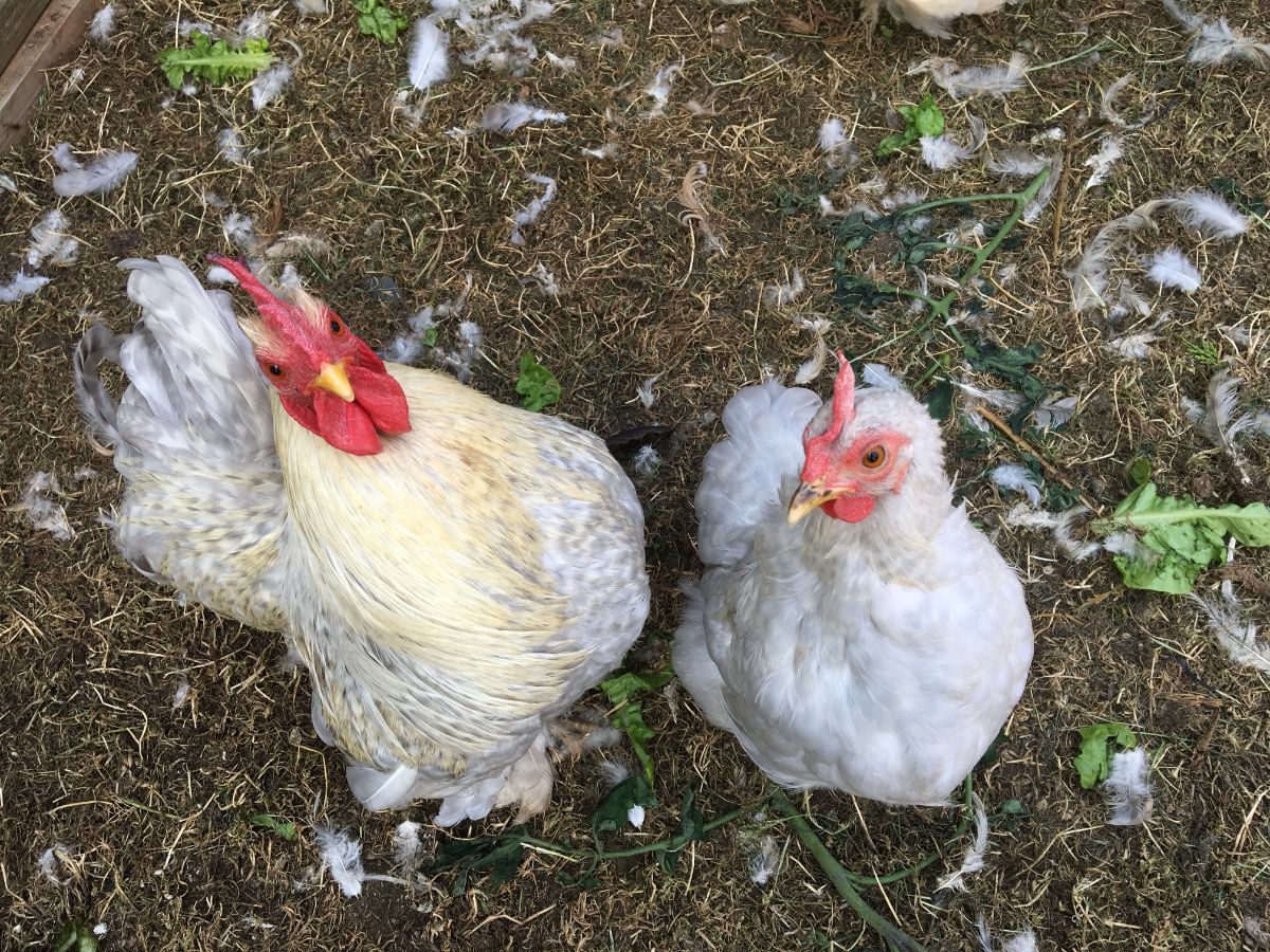 White molting chicken and a white molting rooster in a backyard.