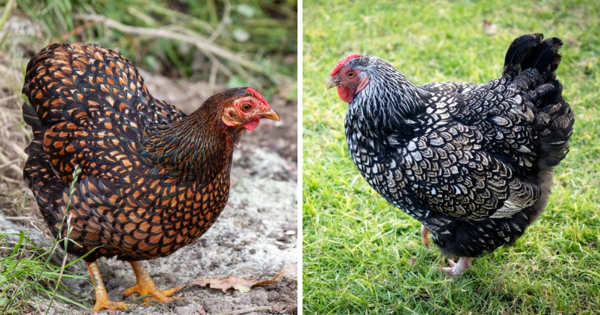 Wyandotte Chicken Breed Info - Chicken & Chicks Info