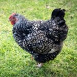 A silver-laced wyandotte chicken on a green pasture.