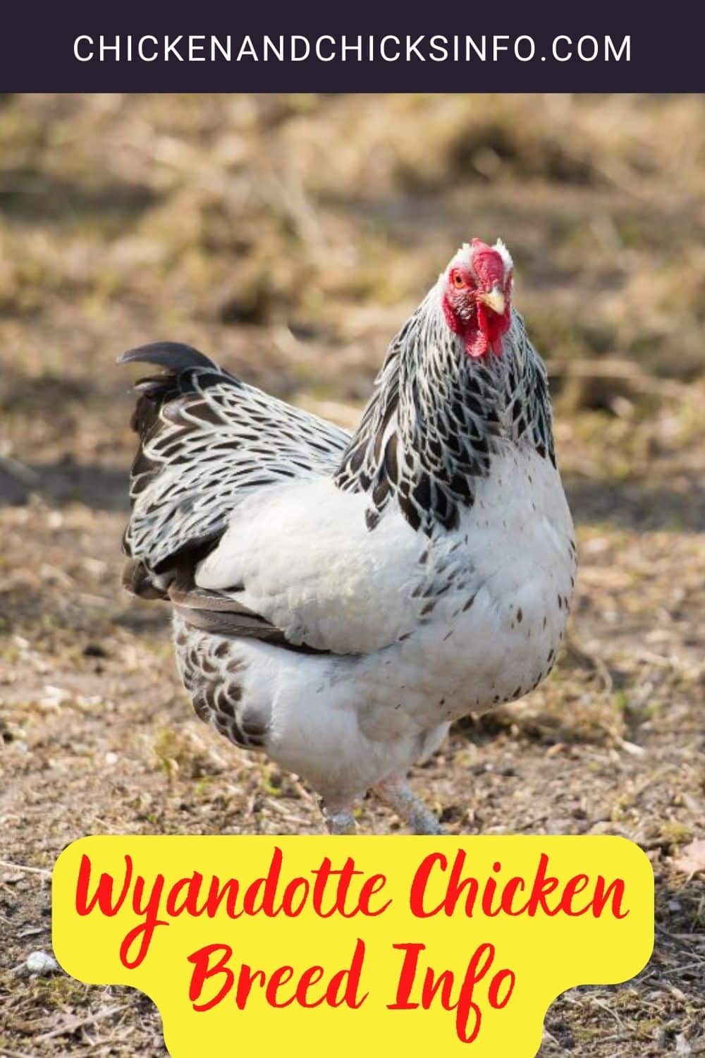 Wyandotte Chicken Breed Info Pinterest image.
