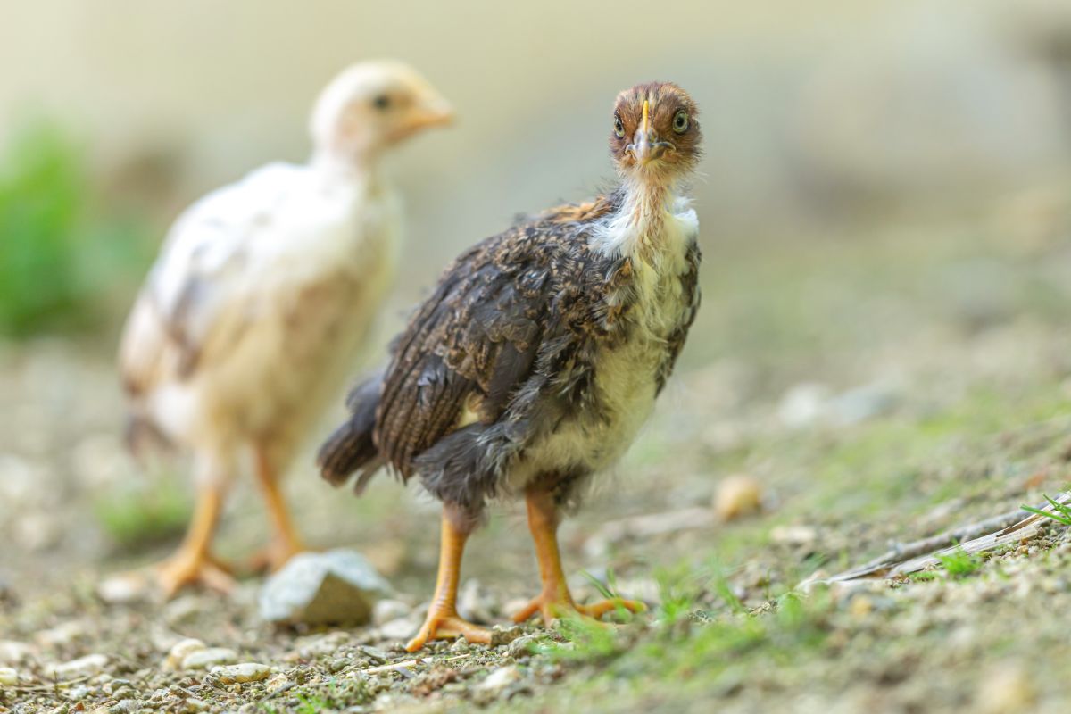 Two young molting chickens.