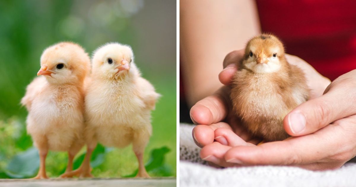 A Guide to Buying Chicks Through the Mail Chicken & Chicks Info