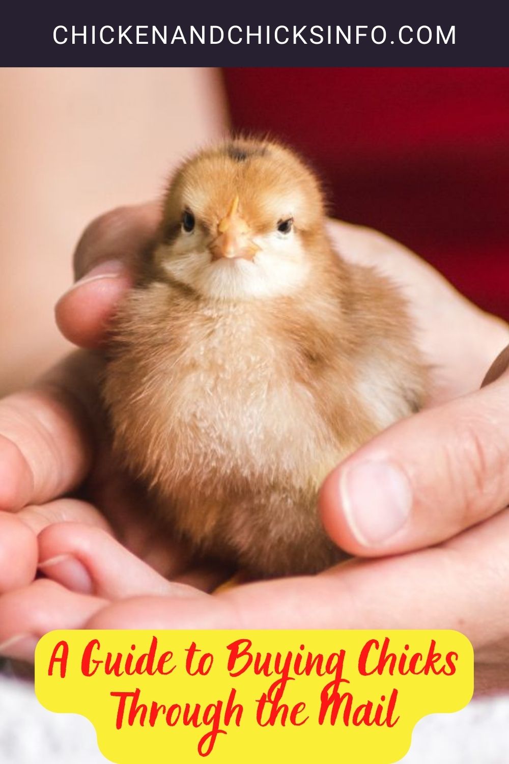 A Guide to Buying Chicks Through the Mail pinterest image.