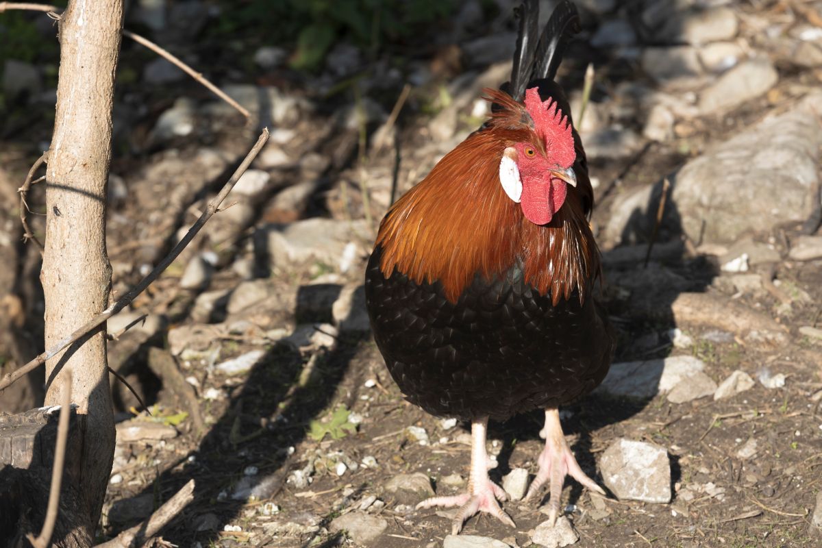 A beautiful Altsteirer rooster in a backyard on a sunny day.